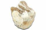 Dinosaur (Pachycephalosaurus) Partial Caudal Vertebra - Montana #331253-1